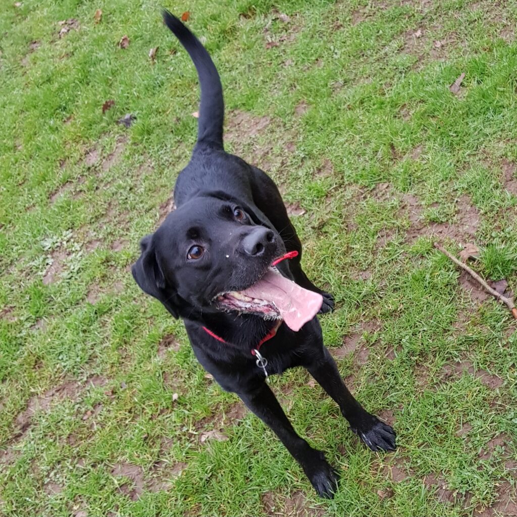 Benji