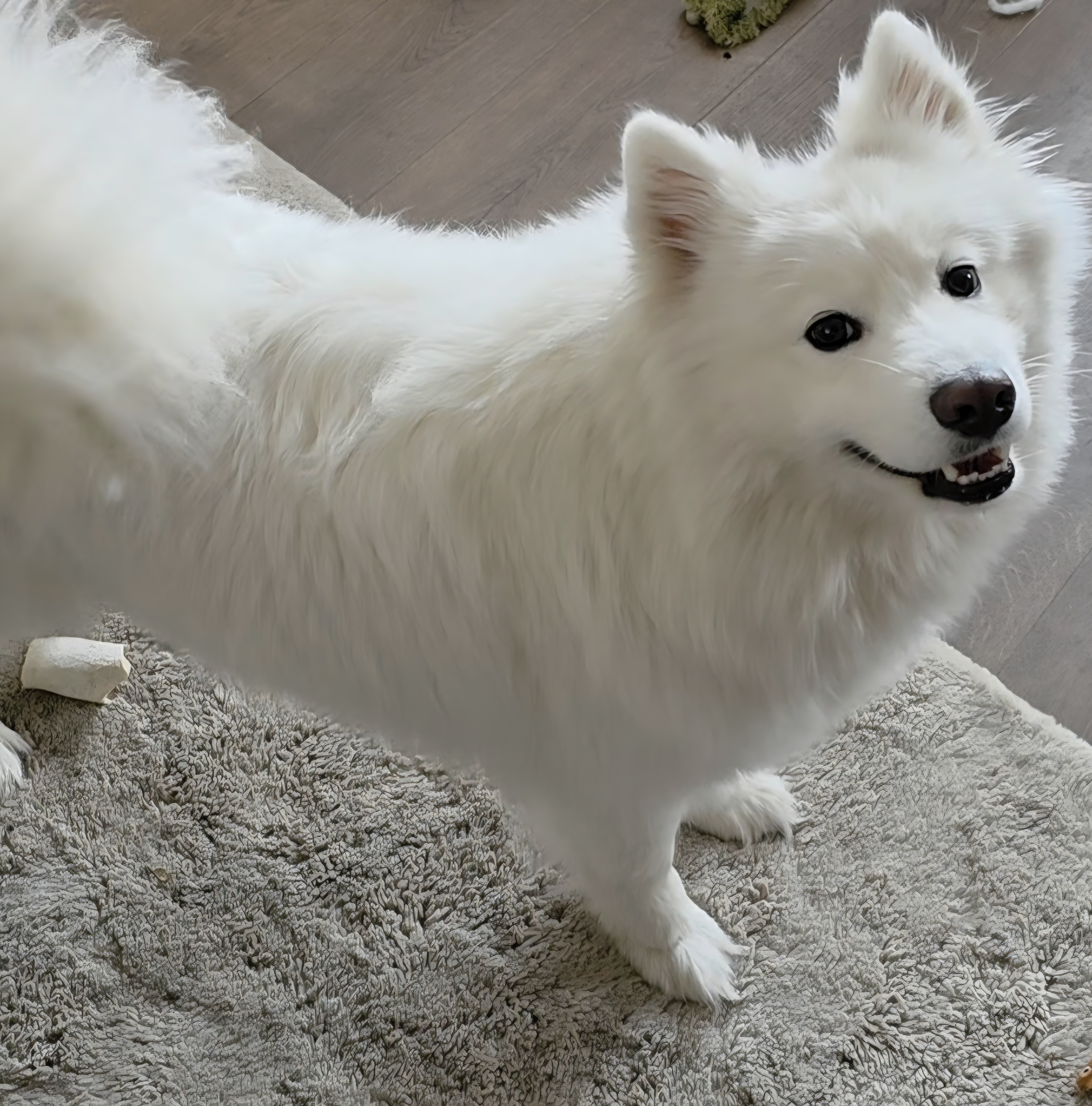 Tofu's first visit