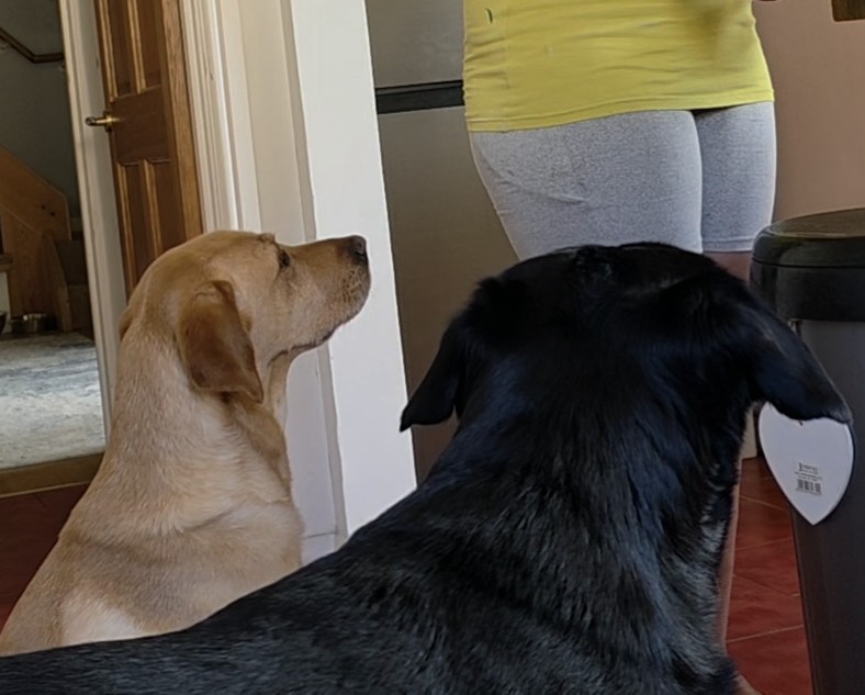 Waiting for Food