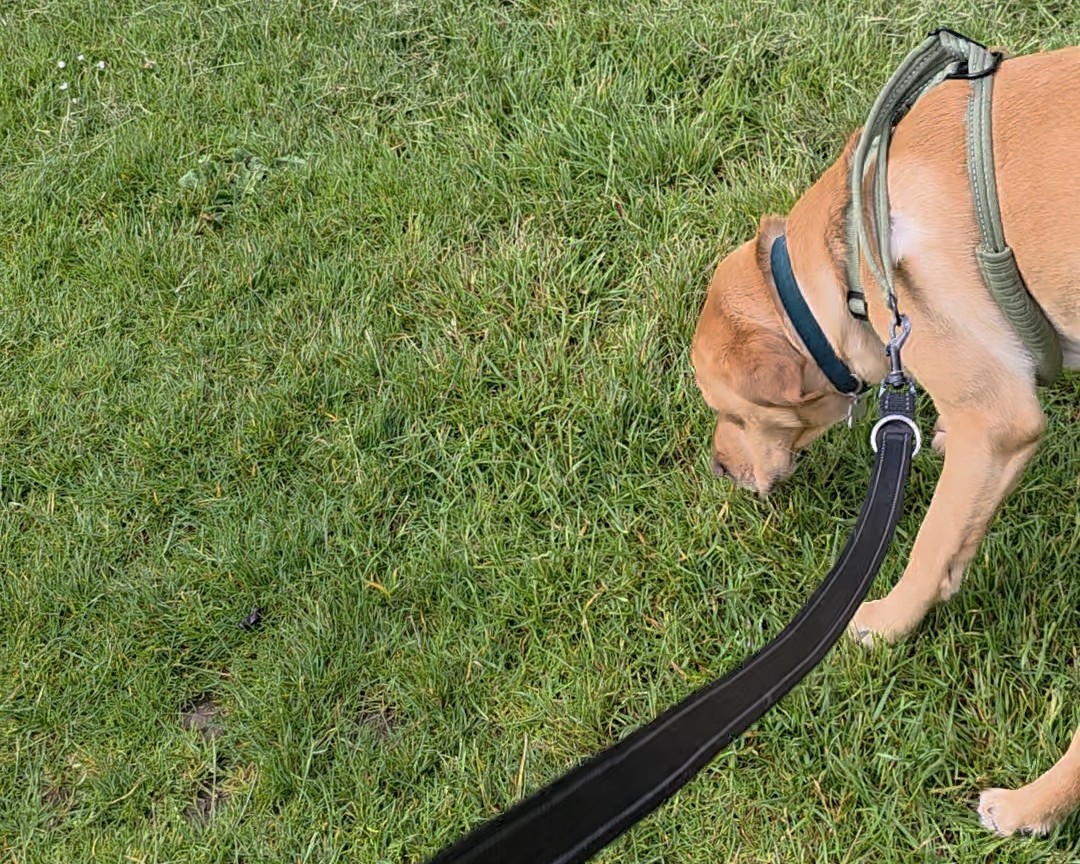 Sabre Calm Sniffing