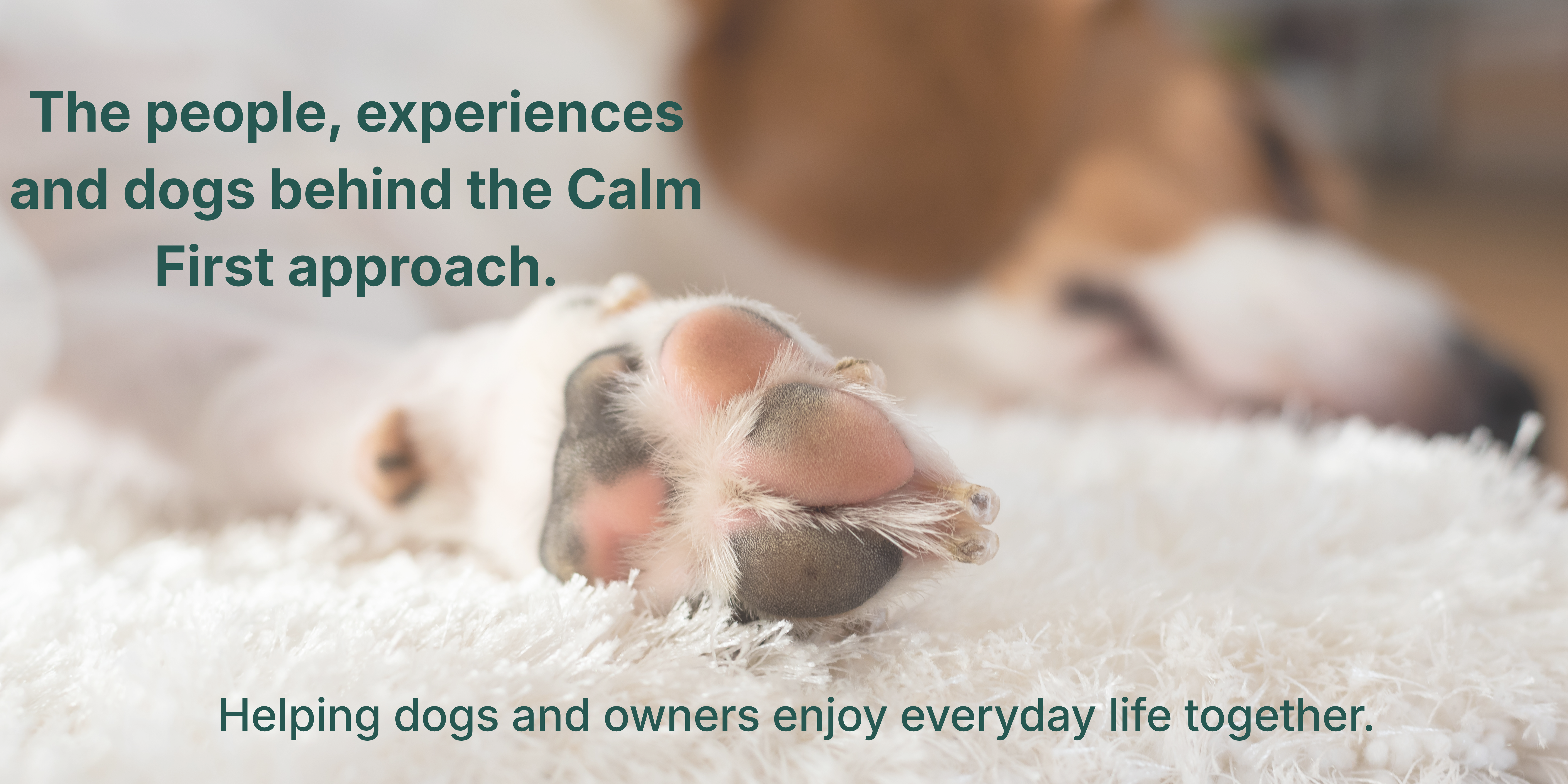 The people, experiences and dogs behind the Calm First approach.